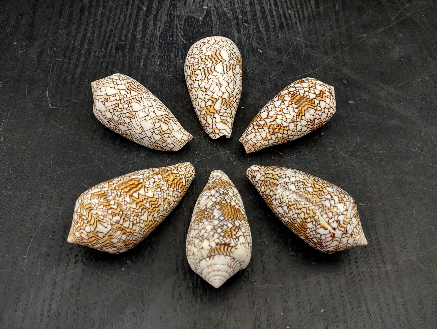 Cloth of Gold Cone Seashell (2.5-3"+) - Conus Textile