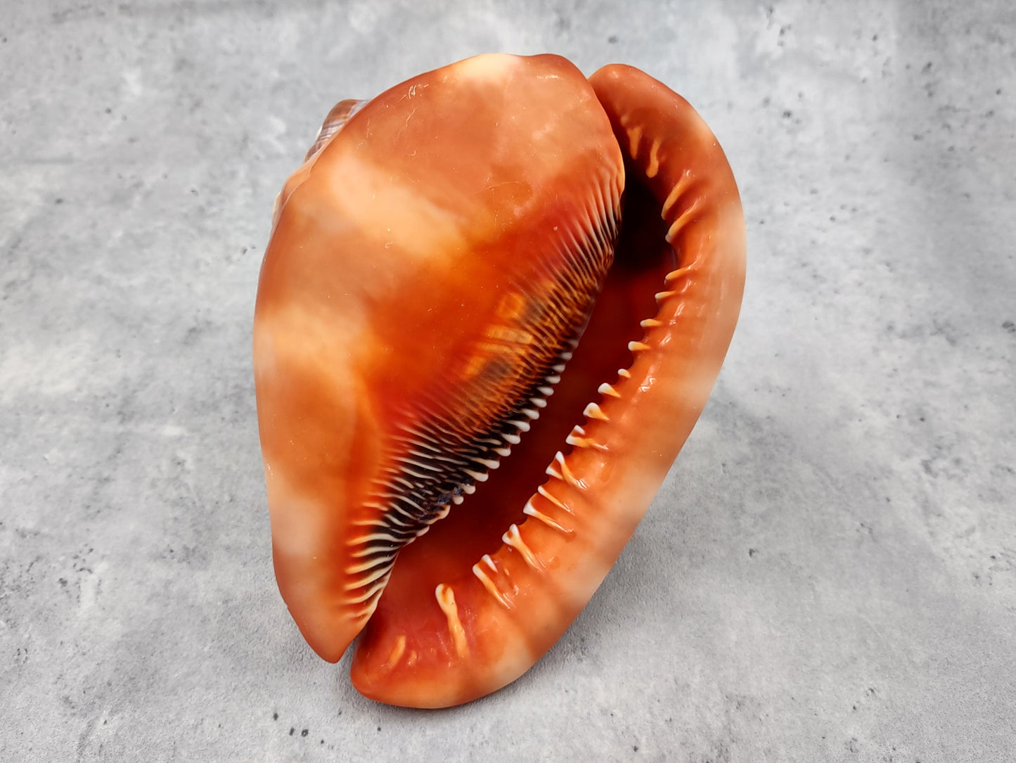 Bullmouth Helmet Seashell Cassis Rufa (1 shell approx. 5+ inches) Adorable shell for any coastal craft or decoration!