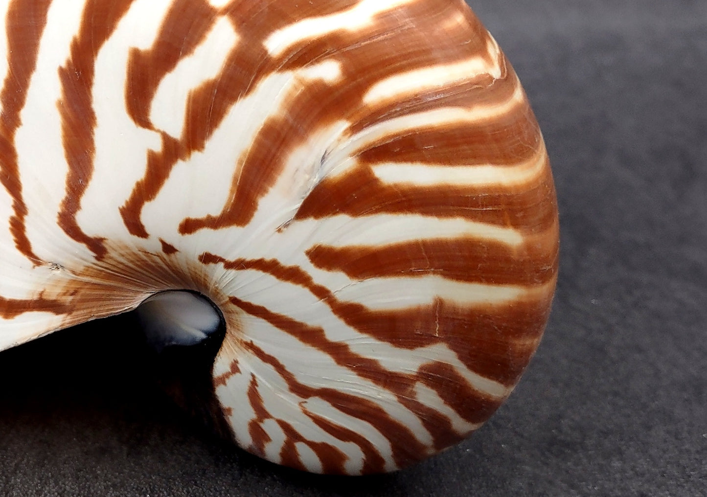 Natural Nautilus Seashell (5-6") - Nautilus Pompilius