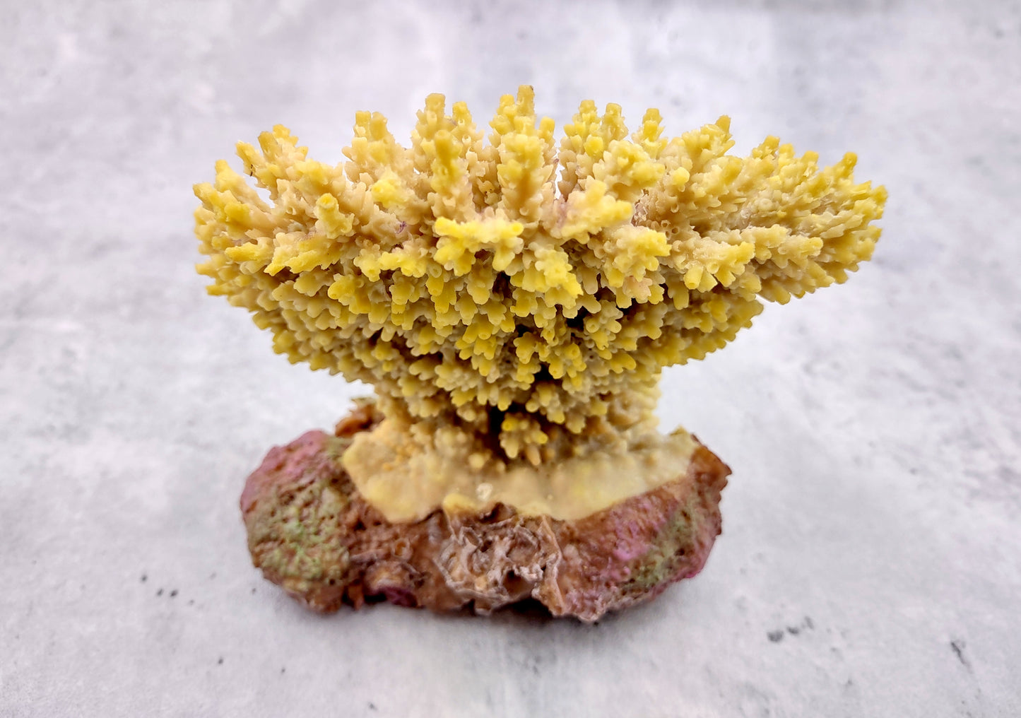 Yellow FAUX Table Coral Acropora Hyacinthus (1 FAKE Coral approx. 3Dx4Tx4W inches) Perfect coral for any coastal display or crafting!