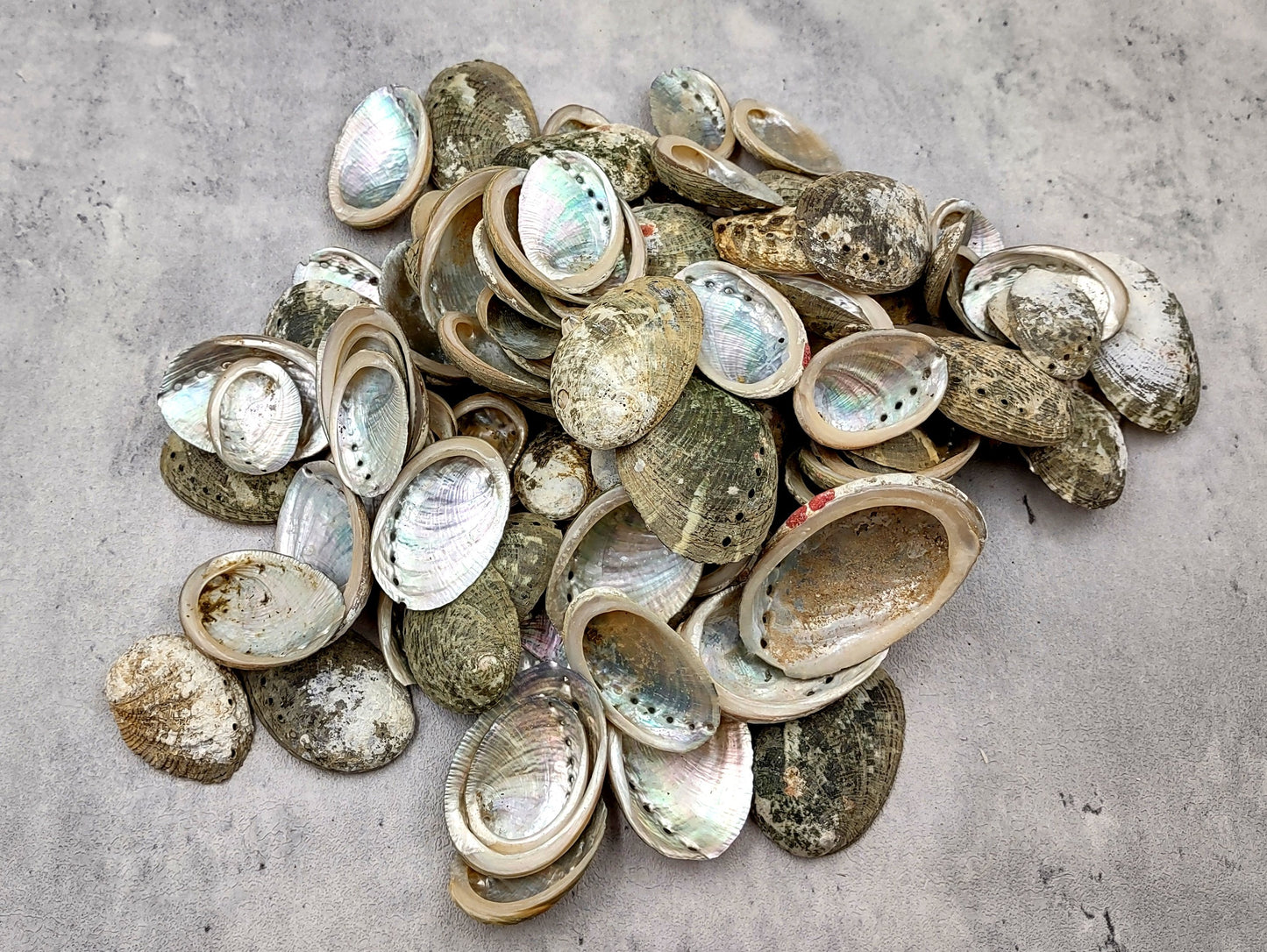 Mini Baby Abalone Green and Silver Seashells (Approx. half pound 85+ shells 1+ inch) Small shells ideal for jewelry art crafts & collecting!