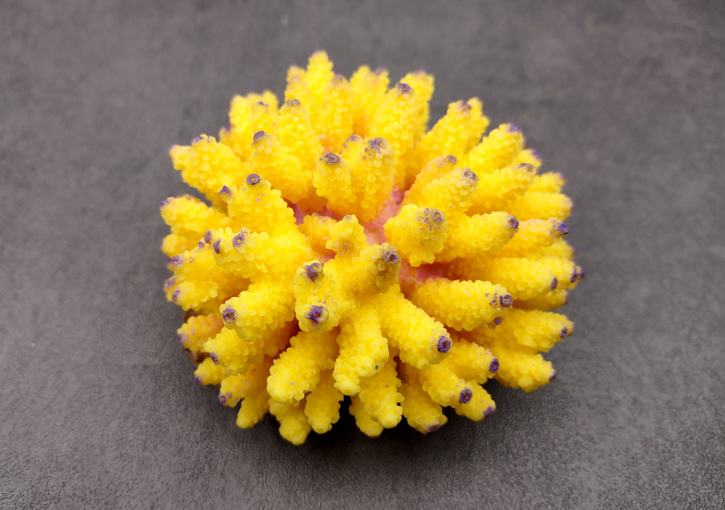 Yellow FAUX Finger Staghorn Coral Acropora Humilis (1 FAKE Coral approx. 4Wx3Tx4D) Perfect coral for any coastal display or crafting! Copyright 2024 SeaShellMart.com.