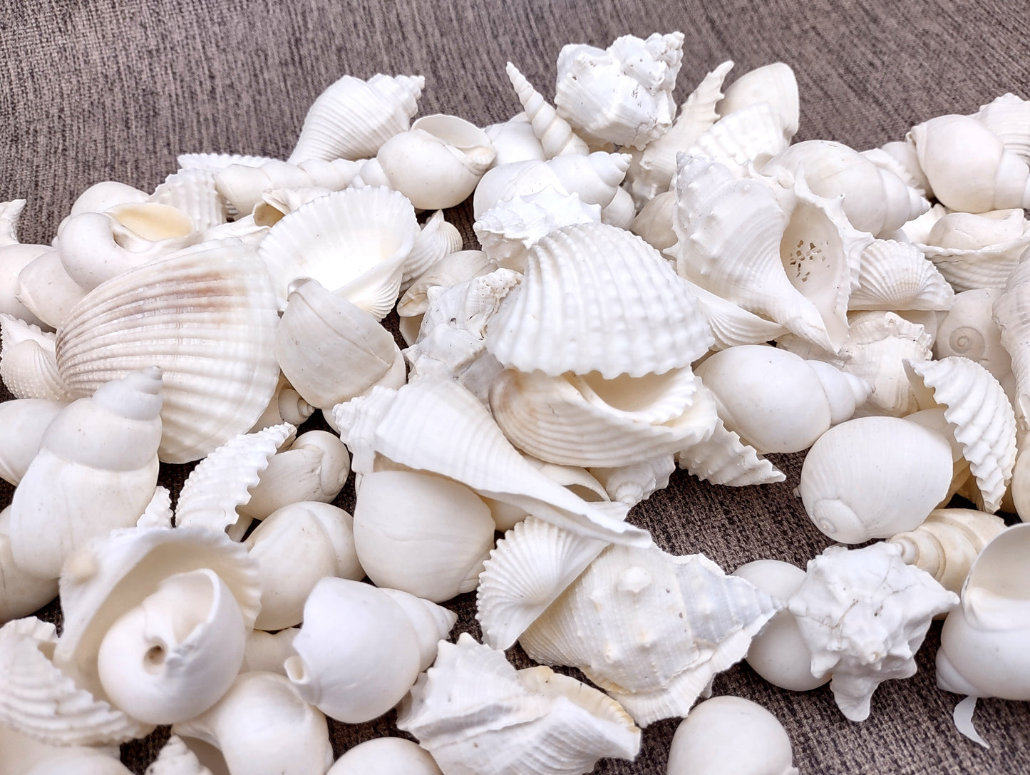 One Kilo (2.2 lbs.) White Seashell Mix
