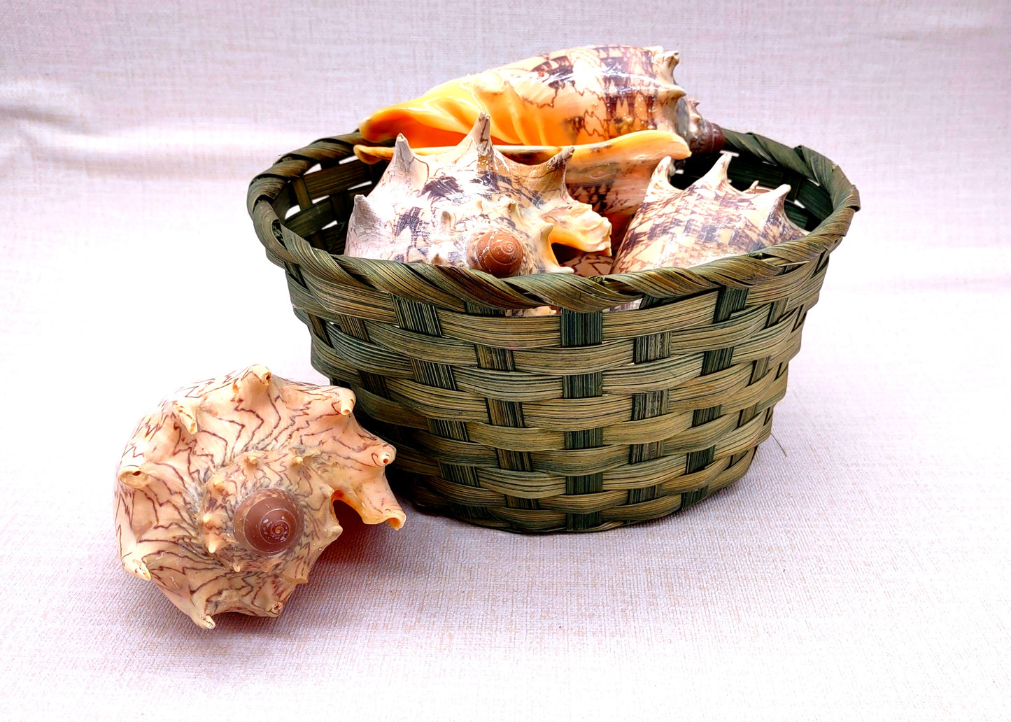Imperial Volute Seashell Voluta Imperialis (1 shell approx. 5+ inches) Great shells for coastal crafting decor & collections!