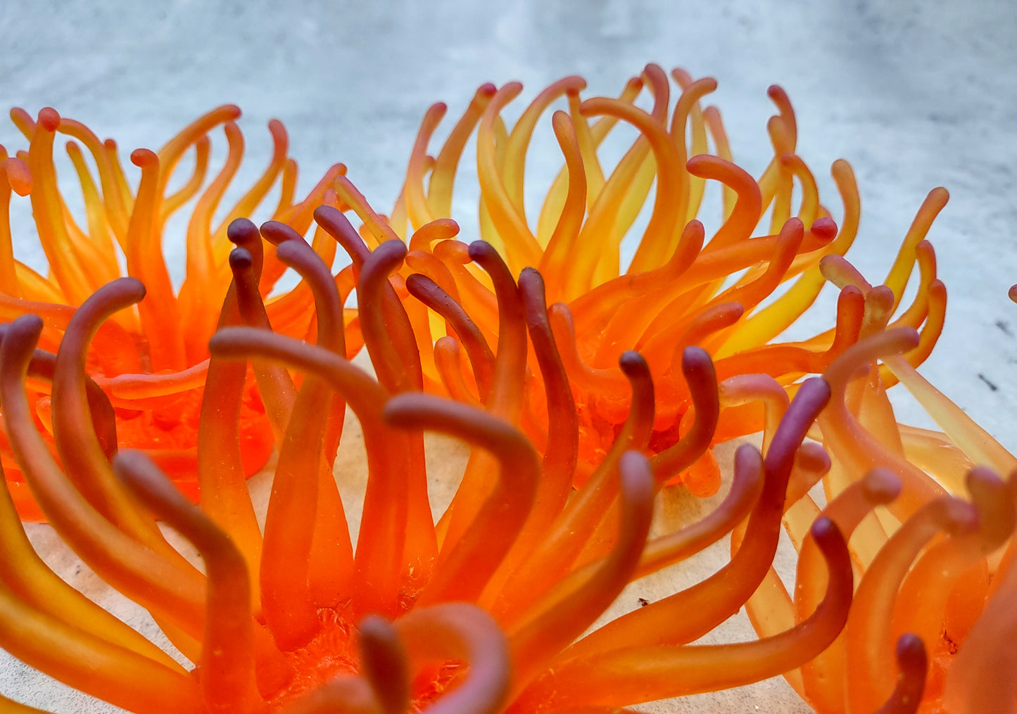 Orange/Yellow FAUX Anemone - Condylactis Gigantea - (1 FAKE Anemone approx. 5Wx2Dx5T inches) with pink tips, on light background. Copyright 2024 SeaShellSupply.com.