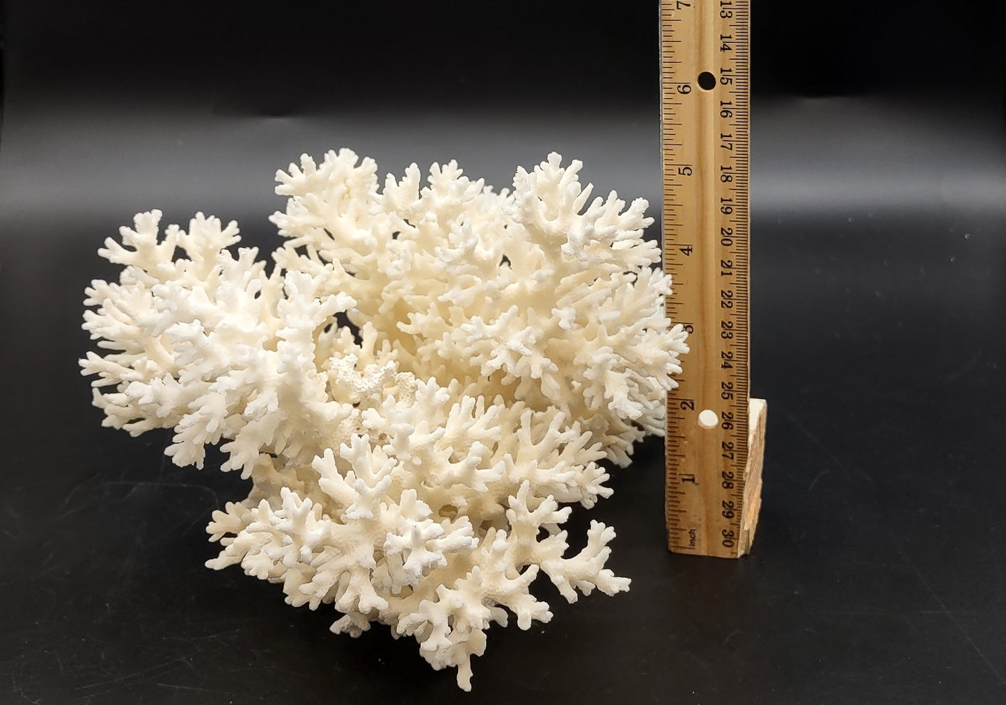 White Lace Coral Large Cluster Pocillopora Damicornis (1 coral approx. 9L x 5.5H X 8D inches) Unique Addition to Any Nautical Display!