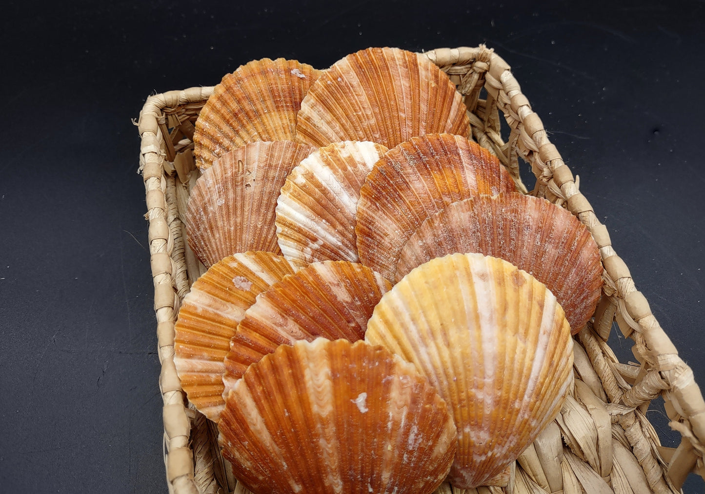 Tawny Brown Scallop Noble Pectin Halves Pecten Nobolis (Approx. quarter pound shells 2+ inches) Great shells for coastal arts & crafts!
