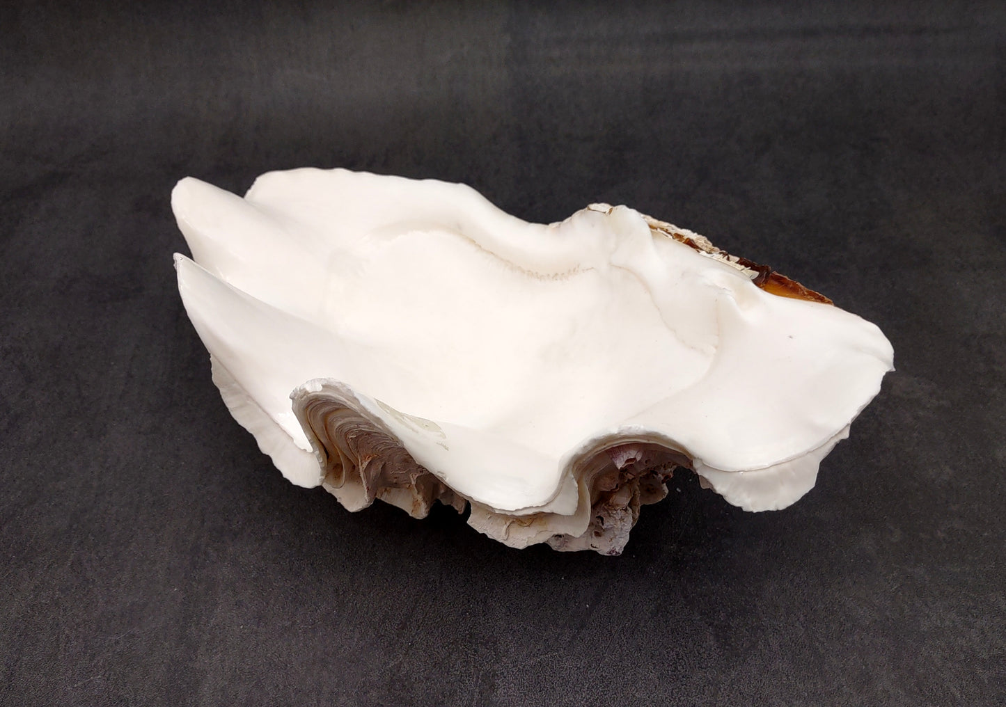 Giant Ruffled Clam Shell Half (1 half shell approx. 10.25L x 3.25H x 6.5D inches) Great rare clam shell for decor & display! Natural colored and weathered clam shell. Copyright 2024 SeaShellMart.com