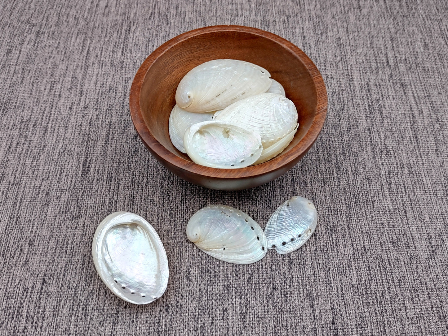 Pearlized Abalone Seashell (10 shells approx. 1-1.5 inches). multiple sand colored shells in pile. Copyright 2022 SeaShellSupply.com.