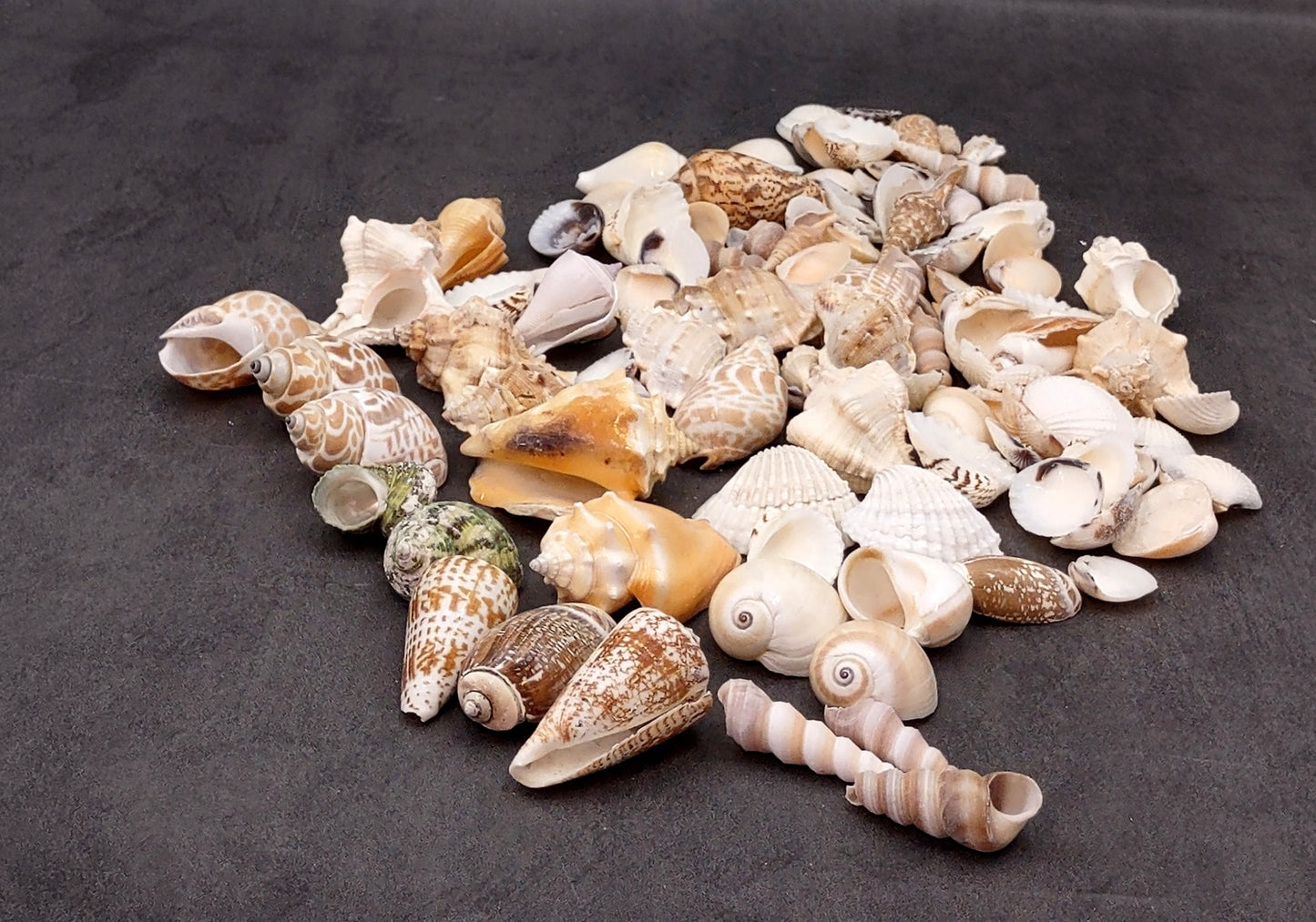 Indian Ocean Seashell Mix (approx. 1 kilogram 160+ shells 0.5-2+ inches) Great shells for coastal crafting and collections!