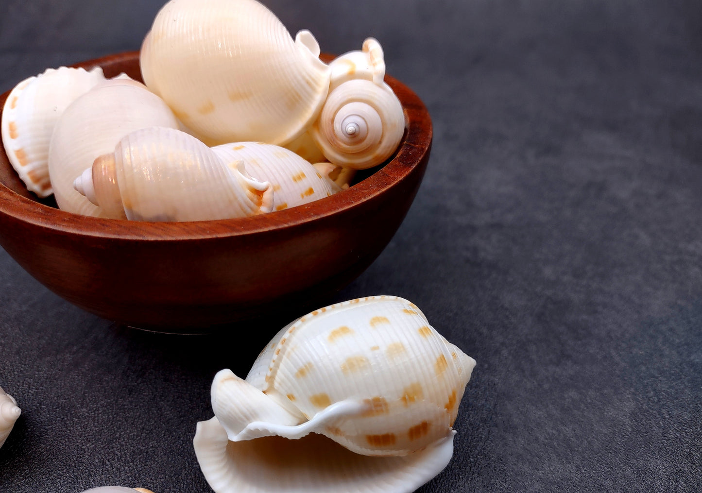 Japanese Bonnet Seashells India Phalium Bisulcatum (10 shells approx. 1.5+ inches) Adorable shells for any coastal collection or display!