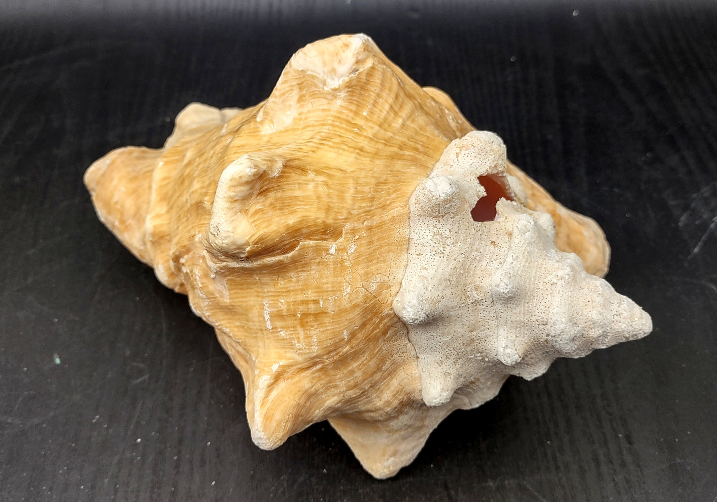 Queen/Pink Conch - Slit Back - Strobus Gigas - (1 shell approx. 8 inches). One pink and white shell. Copyright 2024 SeaShellSupply.com.