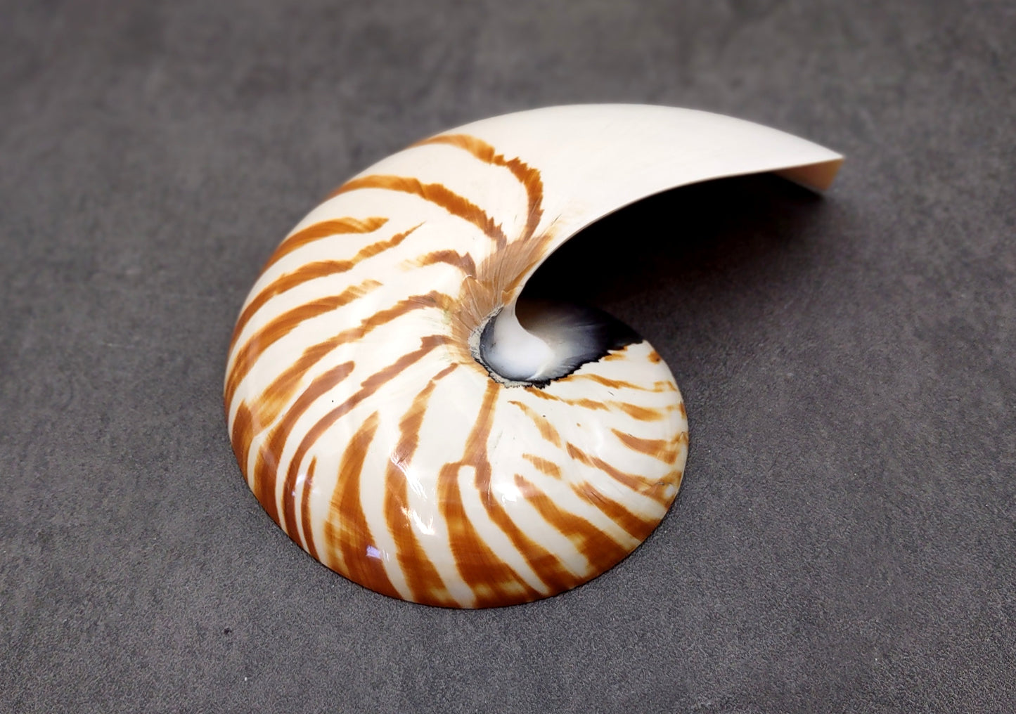 Polished Natural Nautilus Seashell Right Cut Single Half Nautilus Pompilius (1 HALF shell approx. 6+ inches) Shells for decor & collections!