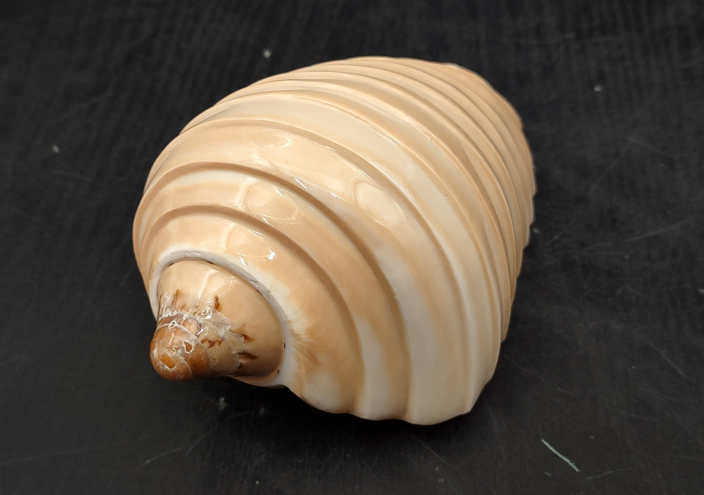 Noble Volute - Banded/Polished - Voluta Nobilis - (1 shell approx. 5.5 inches). Deeply ribbed cream colored shells. Copyright 2024 SeaShellSupply.com