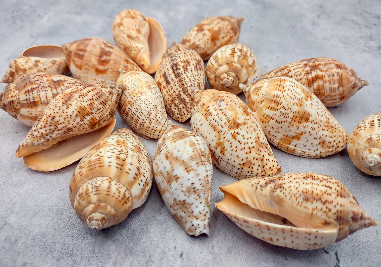 Brown Lined Volute Seashells Harpulina Lapponica (4 shells approx. 2+ inches) Neat shells for coastal crafting decor & collections!