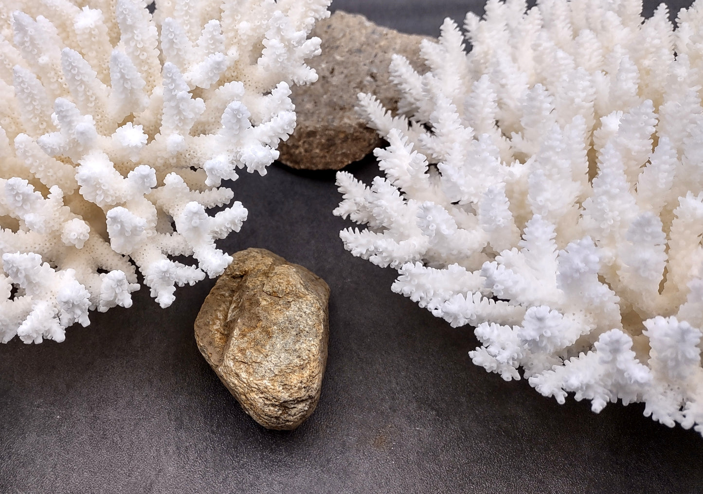 Photo of White Table Coral Large Cluster Acropora Latistella (1 coral approx. 9-11+ inches). Copyright 2024 SeashellSupply.com