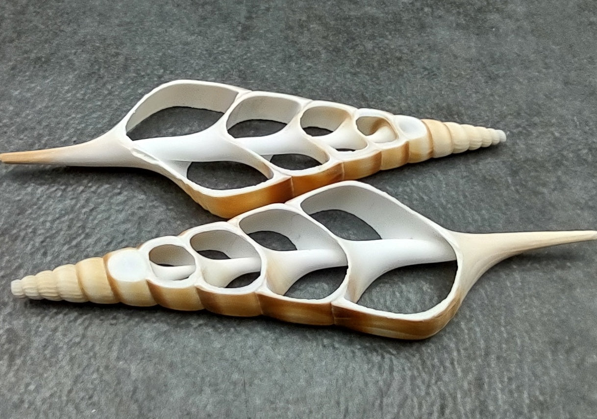 Center Cut Tibia - Tibia Insulaechorab - (3 shells approx. 3.5 -4.5 inches). Multiple thin white and brown sheets of shell showing the inside cavities and center rod. Copyright 2022 SeaShellSupply.com.