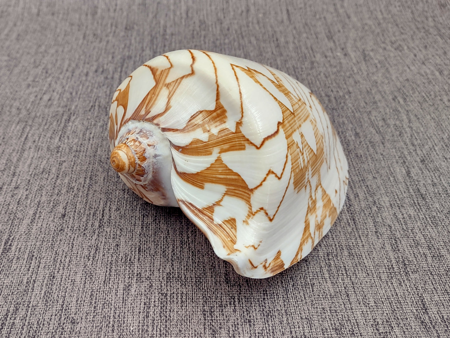 Noble Volute Seashell Voluta Nobilis (1 shell approx. 6+ inches) Perfect shells for coastal crafting decor & collections! One white shell with different tan designs on it and a wide opening. Copyright 2022 SeaShellSupply.com.