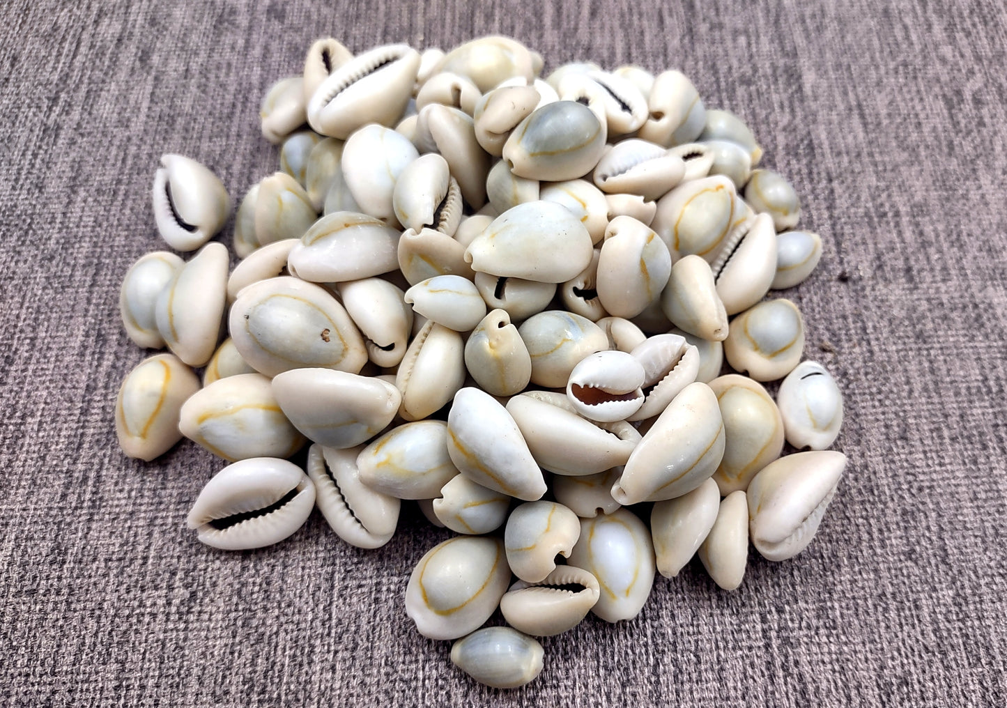 Ring Top Cowrie Seashells - Cypraea Annulus - (approx. 40-50 shells .5-.75 inches) Orange and tan ombre shells in pile. Copyright 2024 SeaShellSupply.com.