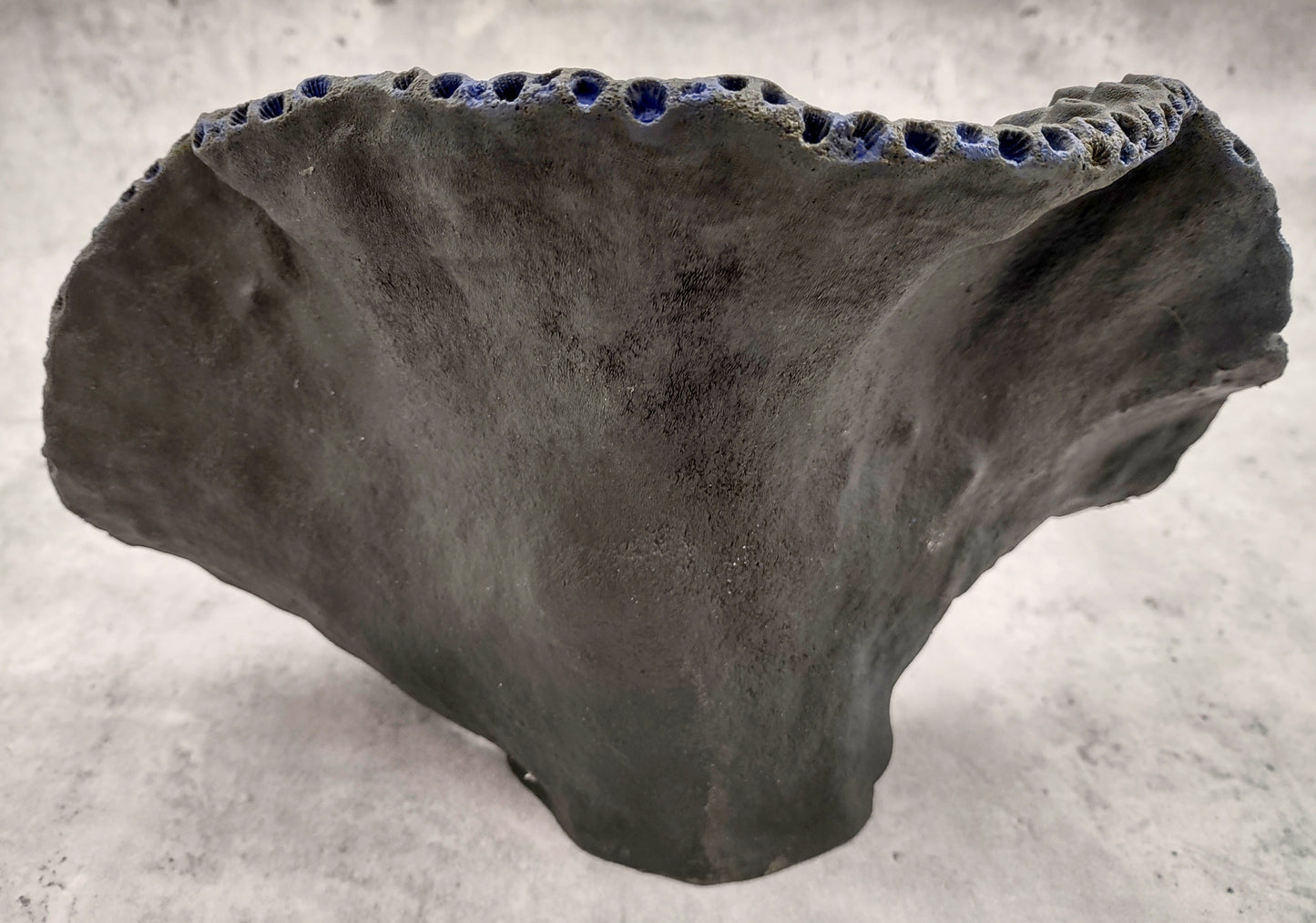 Black Cup FAUX Sun Coral - Tubastrea Peltata - (1 Coral Approx. 10Wx7Dx4T inches). A wide solid black sea fan with several holes and imprints, and a strong round like shaped base. Copyright 2022 SeaShellSupply.com.