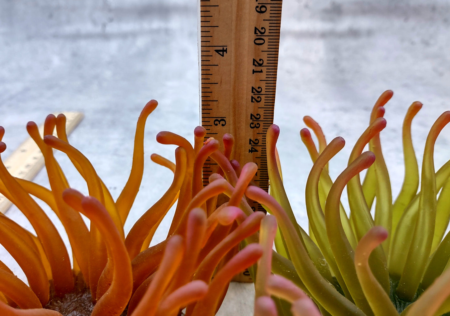 Aqua FAUX Anemone - Condylactis Gigantea - (1 FAUX Anemone approx. 5Wx4Dx5T inches). green ombre fake anemone with pink tipped tentacles. Copyright 2024 SeaShellSupply.com.