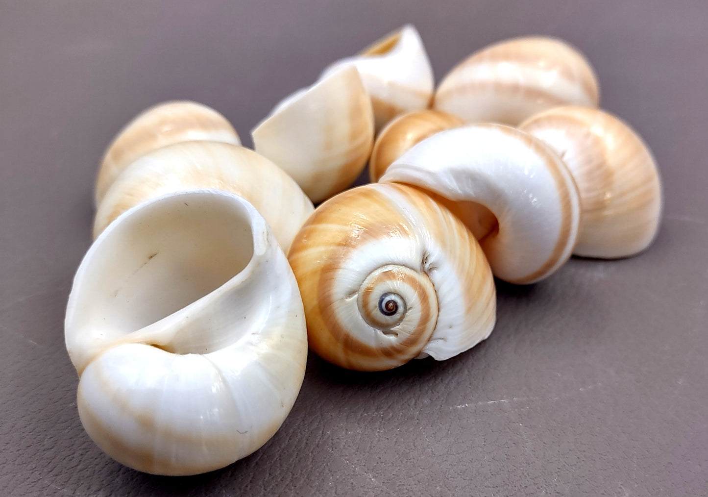 Shark Eye Moon Seashells (10 pcs.) - Polinices Duplicatus. White shells with tan stripes following the spiral. Copyright 2024 SeaShellSupply.com.