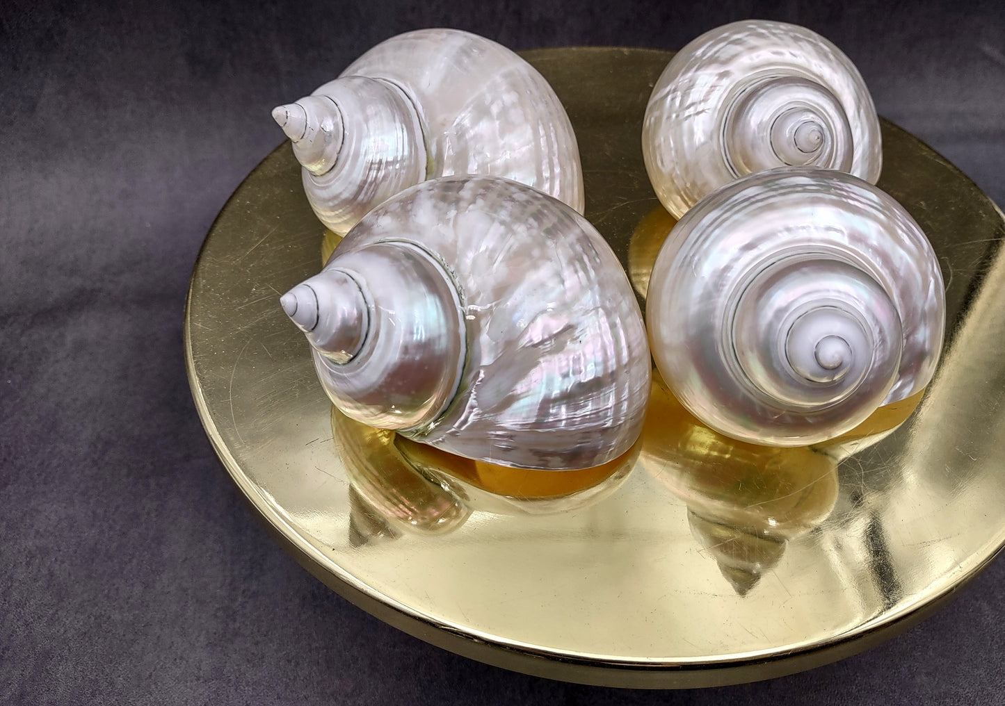 Pearlized Jade Turbo Shell Turbo Burgessi (1 shell approx. 3.5+ inches) Special shells for coastal crafting decor & collections!