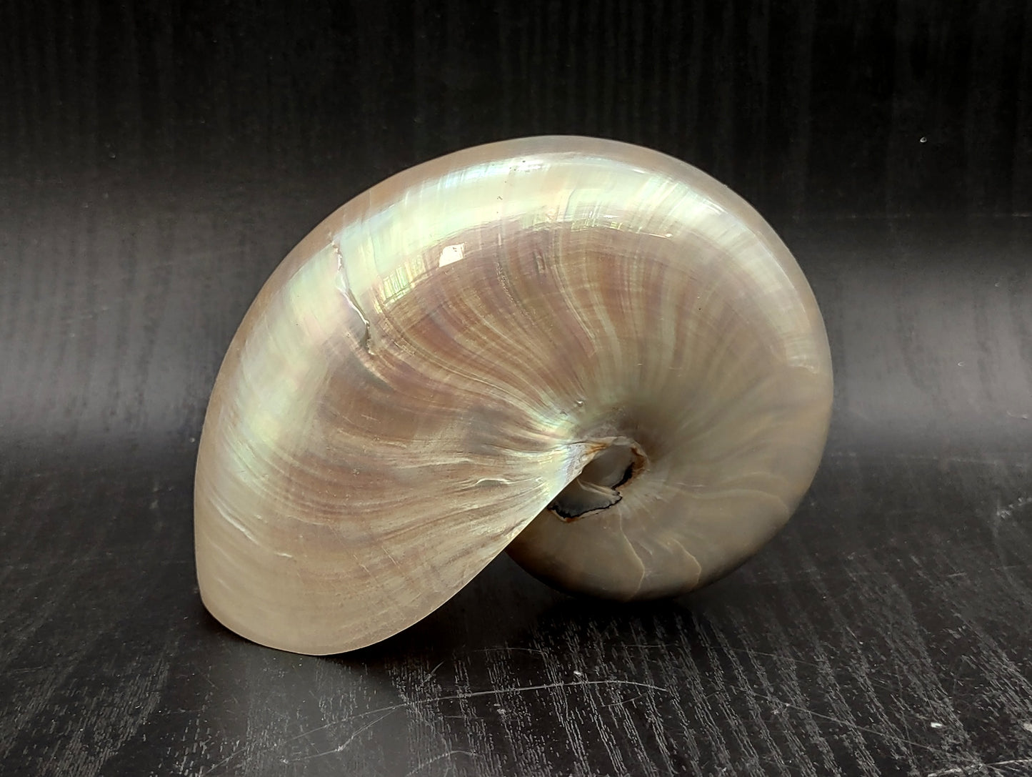 Baby Pearl Nautilus Seashell (4-5") - Nautilus Pompilius