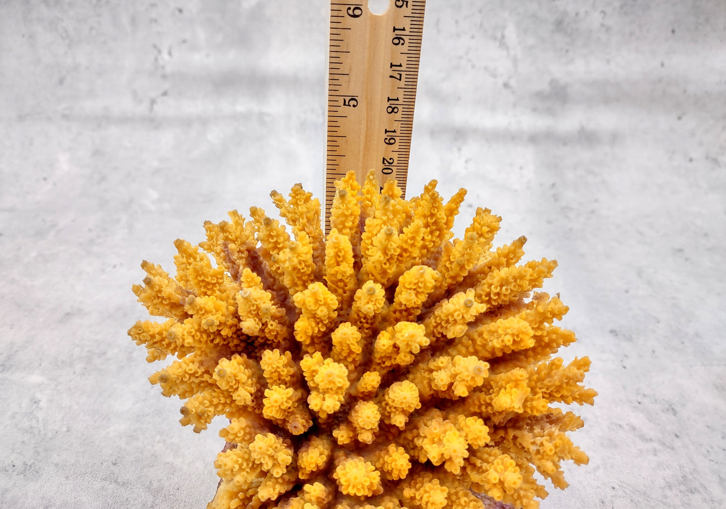 Yellow FAUX Table Coral Acropora Hyacinthus (1 FAKE Coral approx. 3Dx4Tx4W inches) Perfect coral for any coastal display or crafting!
