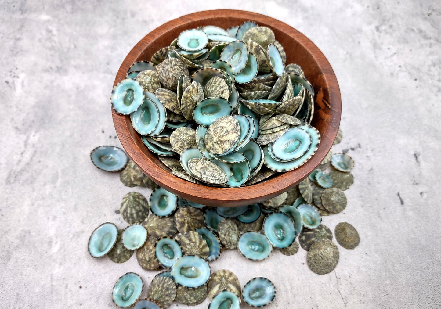 Green Limpet Seashells Sutorria Mesoleuca (1 cup approx. 240+ shells 0.5+ inches) Copyright 2024 SeaShellSupply.com