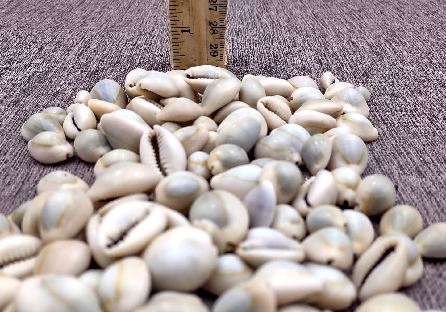 Ring Top Cowrie Seashells - Cypraea Annulus - (approx. 40-50 shells .5-.75 inches) Orange and tan ombre shells in pile. Copyright 2024 SeaShellSupply.com.
