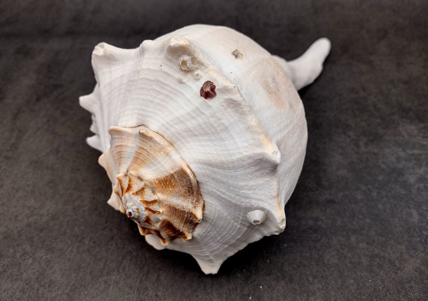 Image of large gorgeous Left Handed Streaked Knobbed Whelk. Ranging in color from creamy tan to gray and even purple. Copyright 2024 SeashellSupply.com