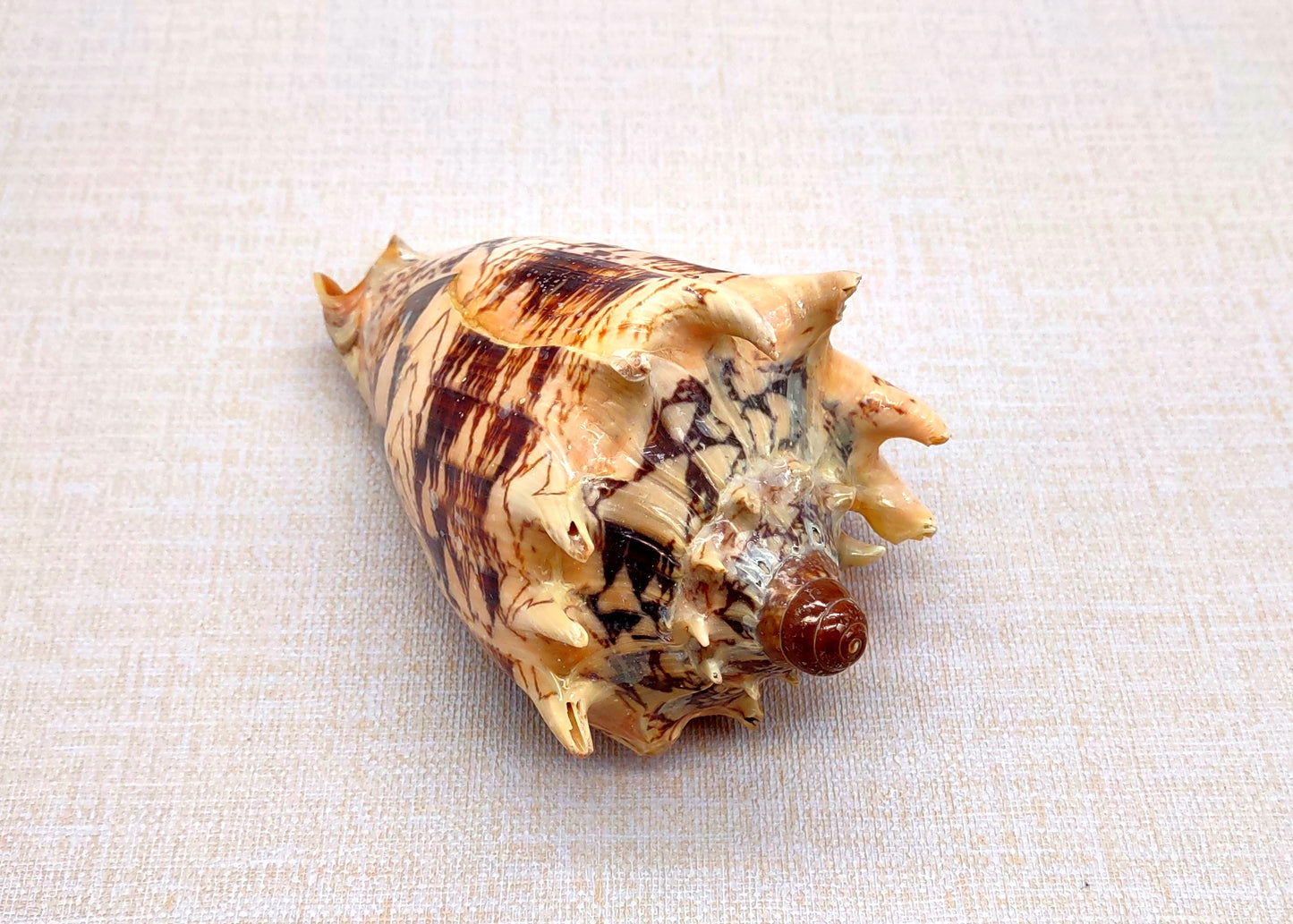 Imperial Volute Seashell Voluta Imperialis (1 shell approx. 5+ inches) Great shells for coastal crafting decor & collections!
