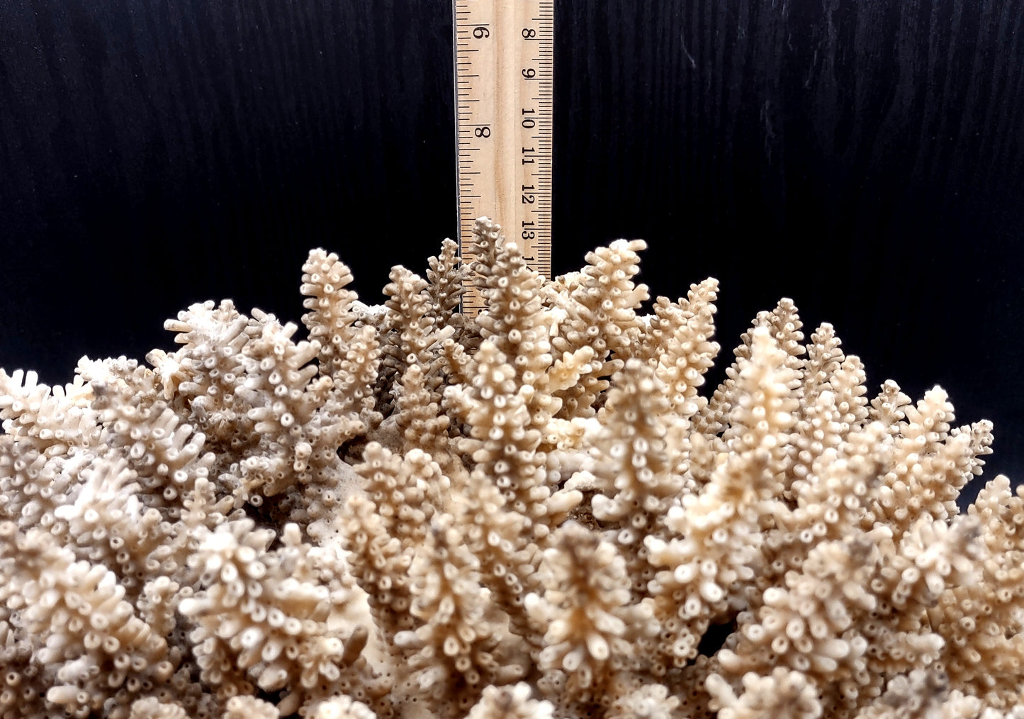 Image of Off White Natural Table Coral Large Cluster Acropora Latistella (1 coral approx. 12L x 7H x 9D inches) Copyright 2024 SeashellSupply.com