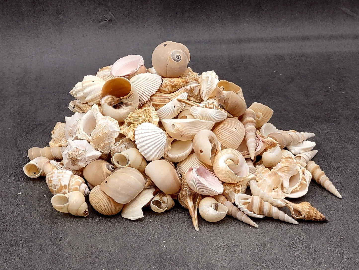 Drilled Seashells Assorted Mix (approx. 1 pound 60+ shells 0.75-1.5+ inches) Great shells for coastal crafting and collections!