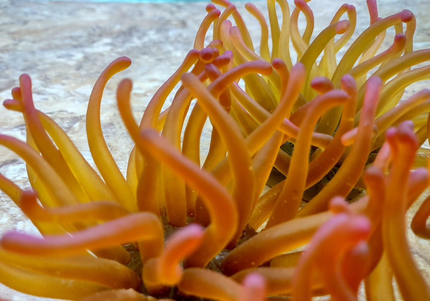 A photo of a single Green FAUX Anemone Condylactis Gigantea. Copyright 2024 SeashellSupply.com