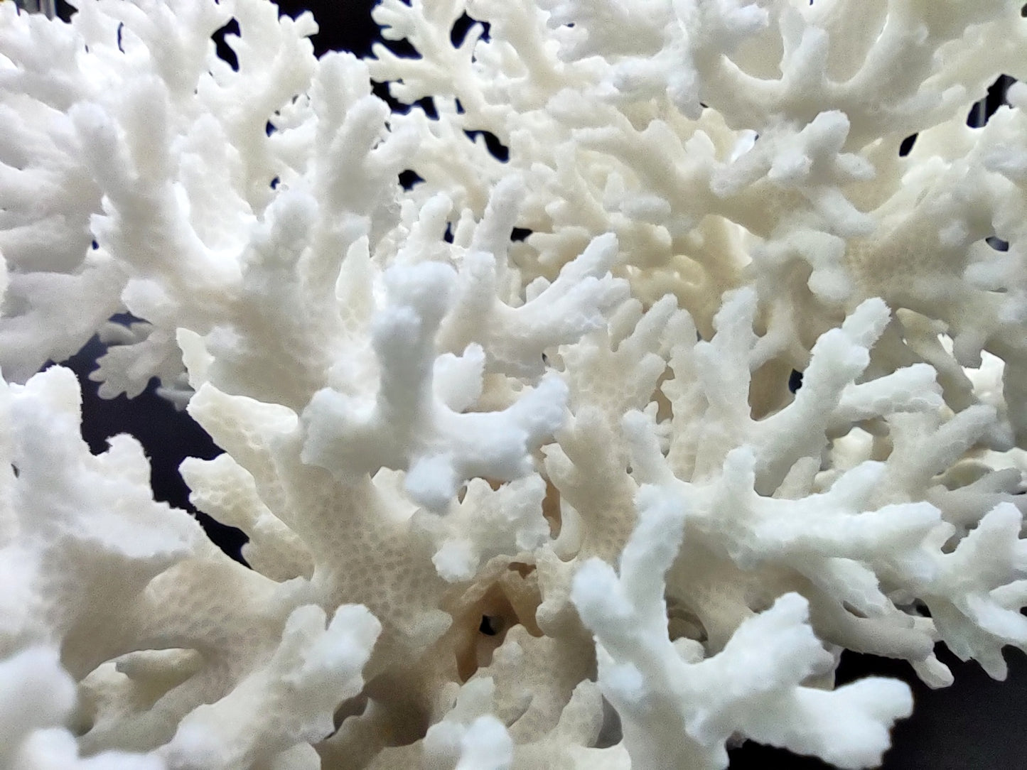 White Lace Coral Large Cluster Pocillopora Damicornis (1 coral approx. 9L x 5.5H X 8D inches) Unique Addition to Any Nautical Display!