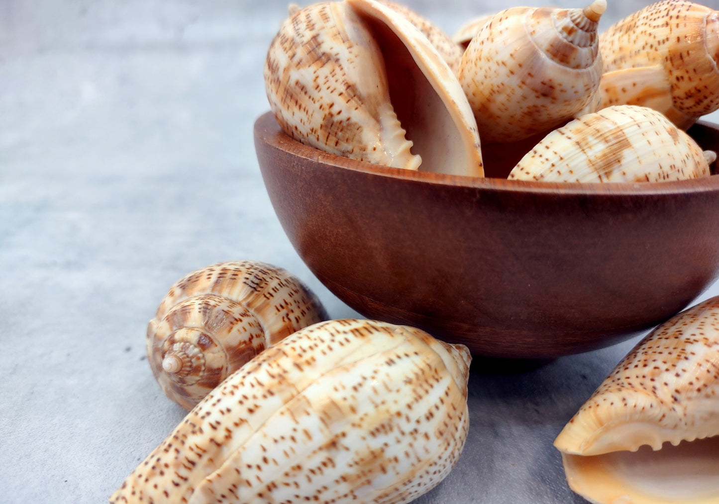 Brown Lined Volute Seashells Harpulina Lapponica (4 shells approx. 2+ inches) Neat shells for coastal crafting decor & collections!