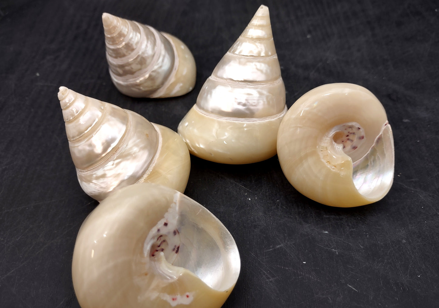 Pearlized Trochus Seashell - Trochus Niloticus - (1 shell approx. 2.5-3 inches). One spiral glossy shell with broad opening. Copyright 2024 SeaShellSupply.com.