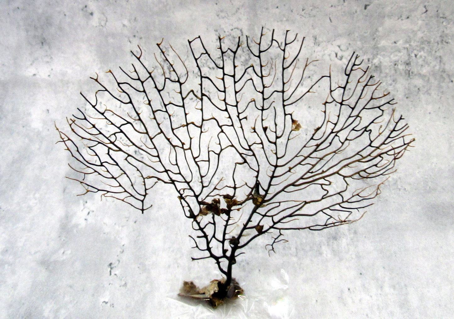 Black Sea Fan - Gorgonia Ventalina - (1 fan approx. 5-7 inches). One black sea fan with long black arms and a brown base. Copyright 2024 SeaShellSupply.com.