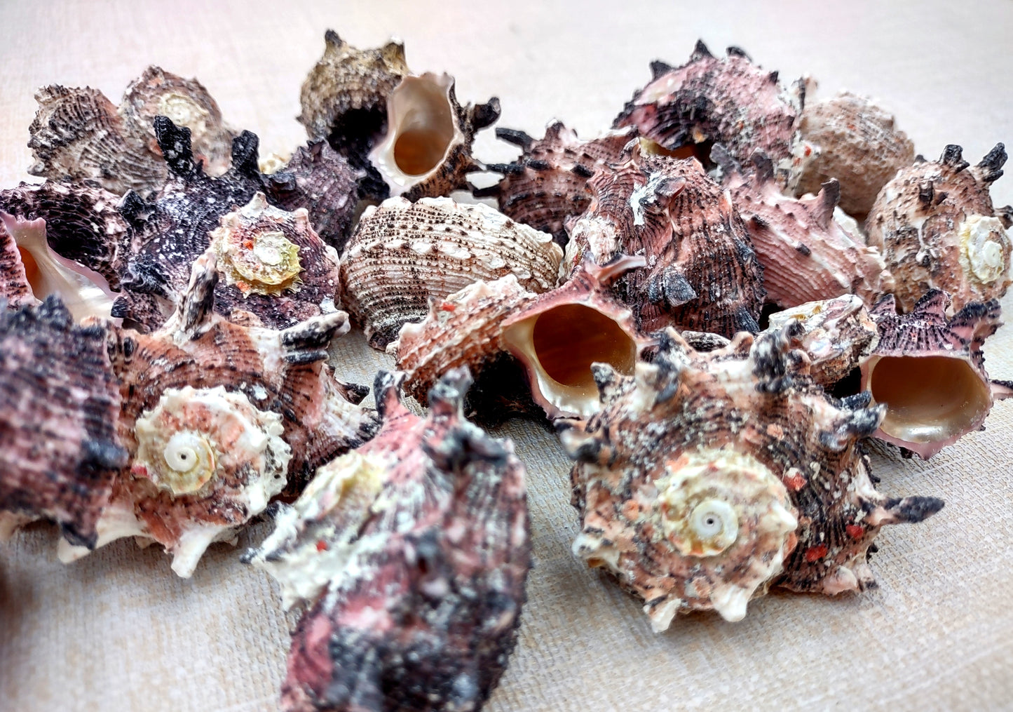 Pink Dolphin Shells Angaria Delphinus Pink Spiral Seashells (5 shells approx. 1+ inches) SS-037 copyright 2024 SeaShellSupply.com