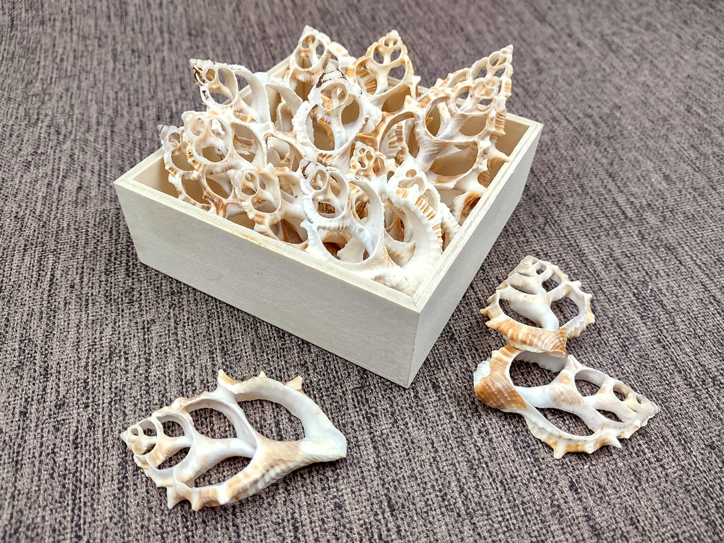 Frilled Frog Center Cut Shells - Bursa Rana - (5 shells approx. 1.5-3 inches). Multiple thin sheets of brown shaded shells laying down showing the inside cavities. Copyright 2022 SeaShellSupply.com.