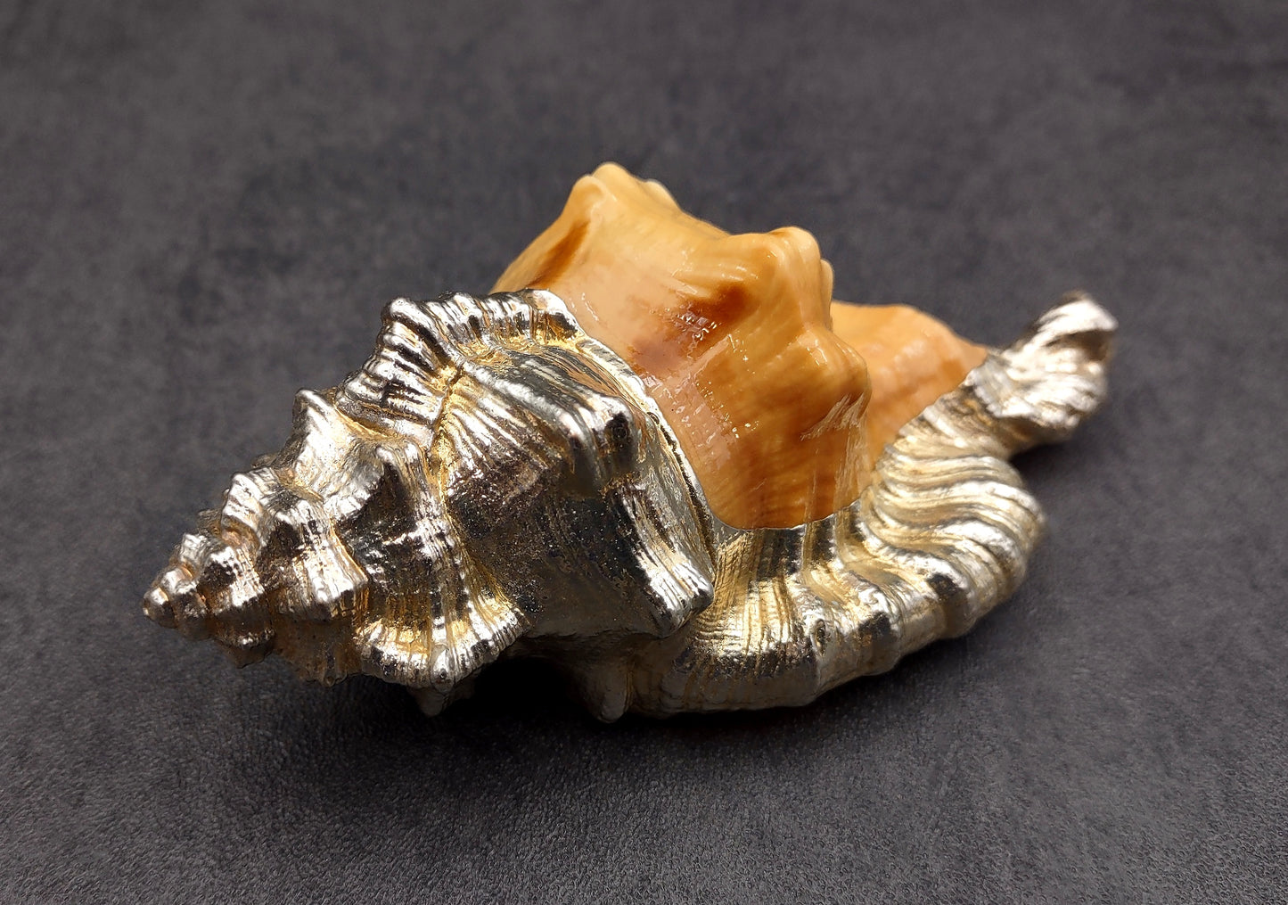 Silver-Plated Black Spotted Triton - Cymatium Latorium - (1 Shell approx. 3-5 inches) Real Triton shell decorated with silver decorative retro art deco! TE-704 Copyright 2024 SeaShellSupply.com