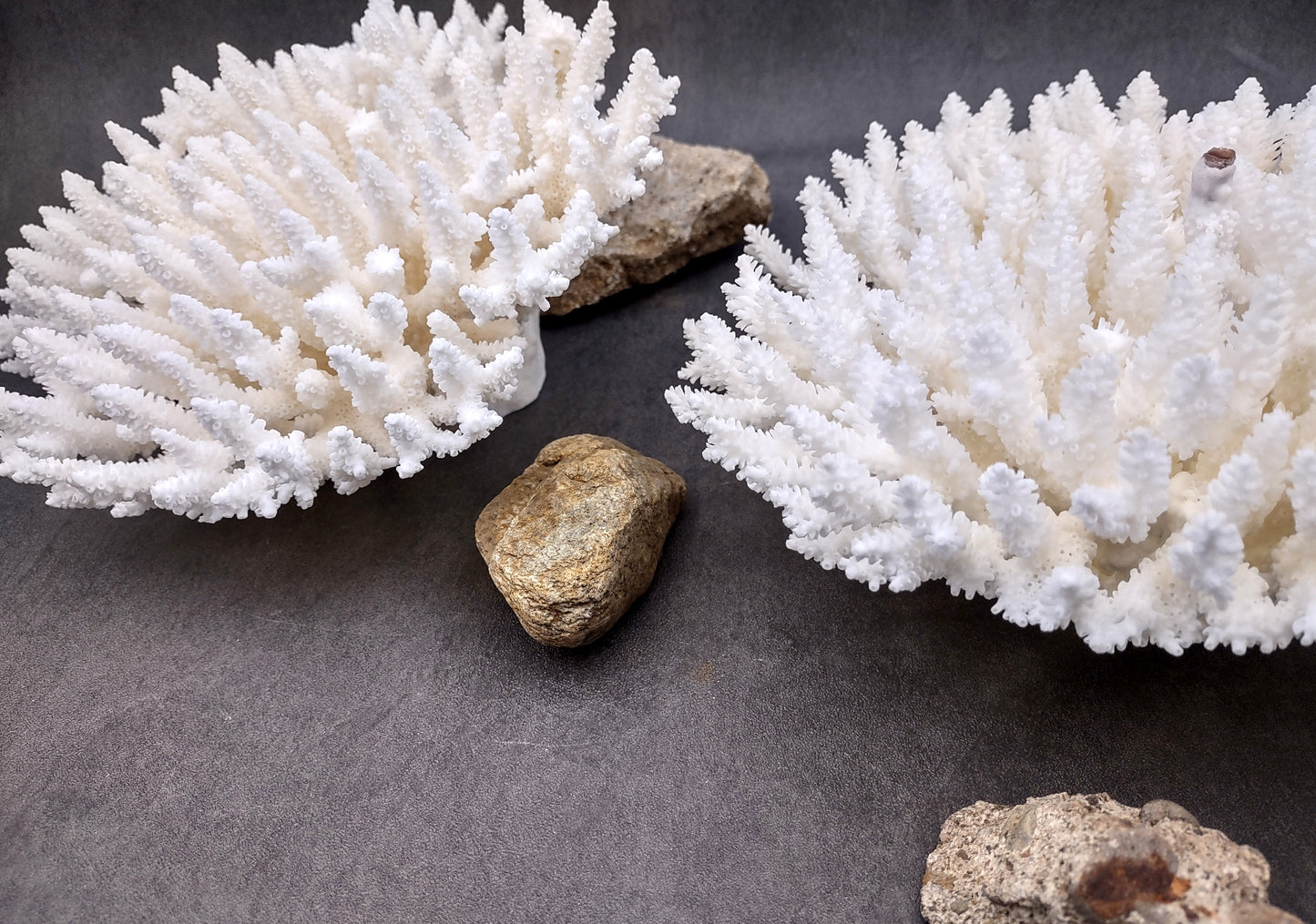 Photo of White Table Coral Large Cluster Acropora Latistella (1 coral approx. 9-11+ inches). Copyright 2024 SeashellSupply.com