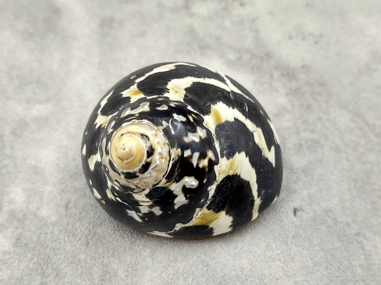 West Indian Top Polished Seashell or Magpie Striped Shell Cittarium Pica (1 shell approx. 2+ inches) Natural Sea Shell for Arts & Crafts!