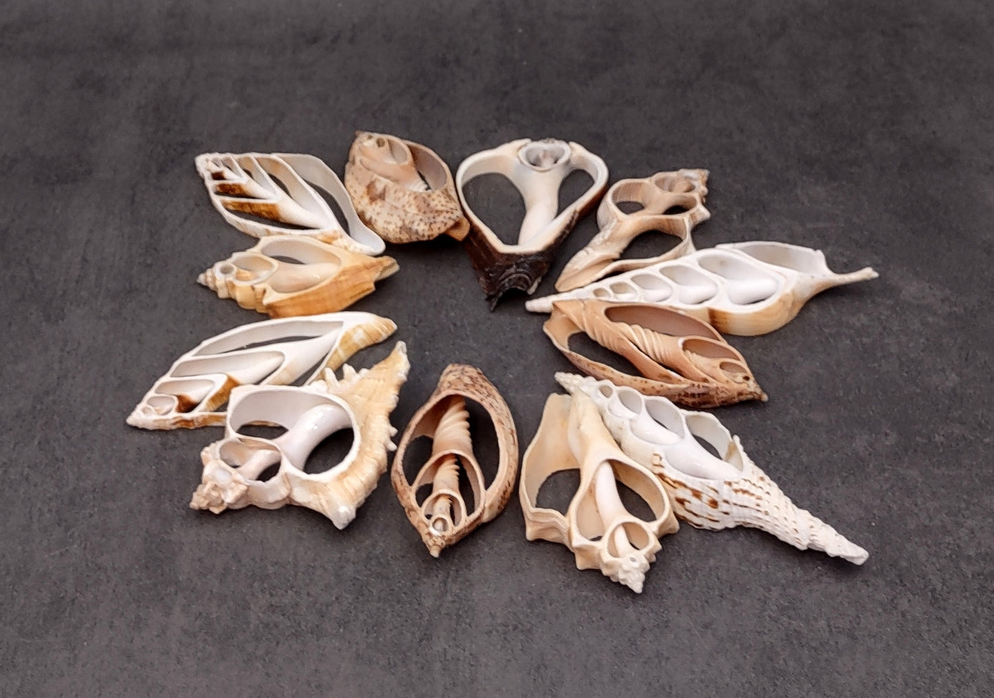 XL Assorted Sliced/Center Cut Seashells (3 shells approx. 4-5 inches). multiple thin cut spiral shells with holes, groups of three. Copyright 2024 SeaShellSupply.com.