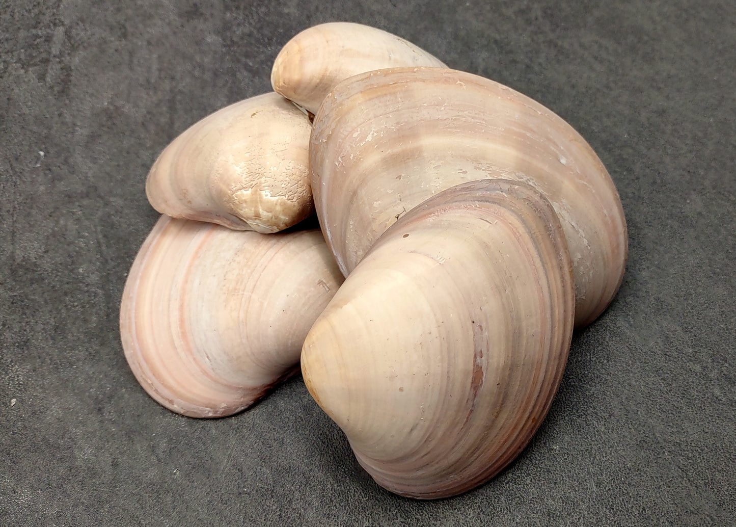 Mocha Clam Seashells Megapitaria Squalida (3 shells approx. 3+ inches) Clam shell great for display collecting & coastal crafting!