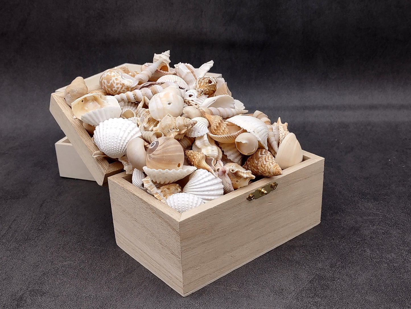Drilled Seashells Assorted Mix (approx. 1 pound 60+ shells 0.75-1.5+ inches) Great shells for coastal crafting and collections!