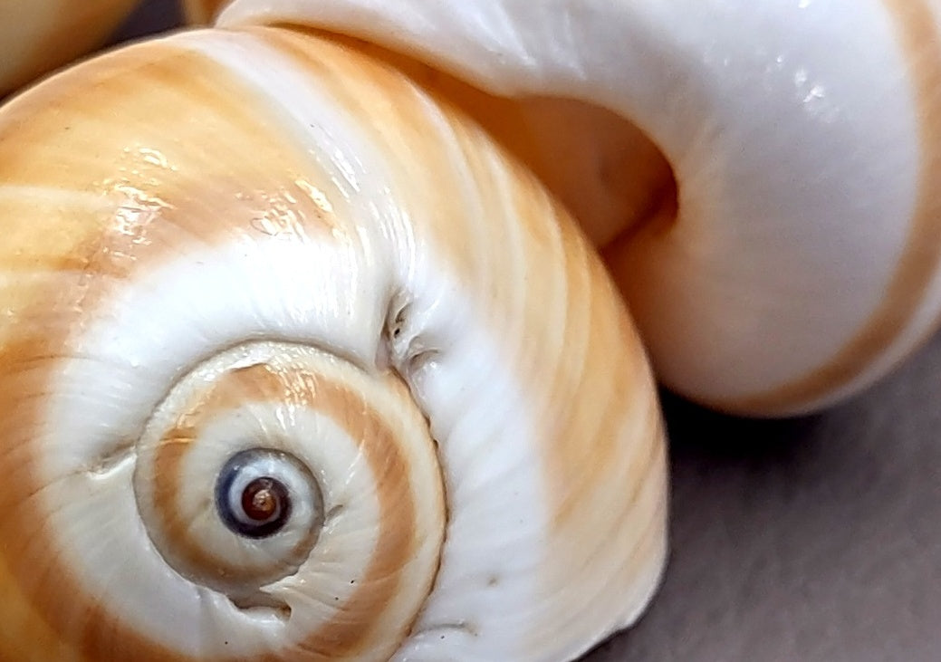 Shark Eye Moon Seashells (10 pcs.) - Polinices Duplicatus. White shells with tan stripes following the spiral. Copyright 2024 SeaShellSupply.com.
