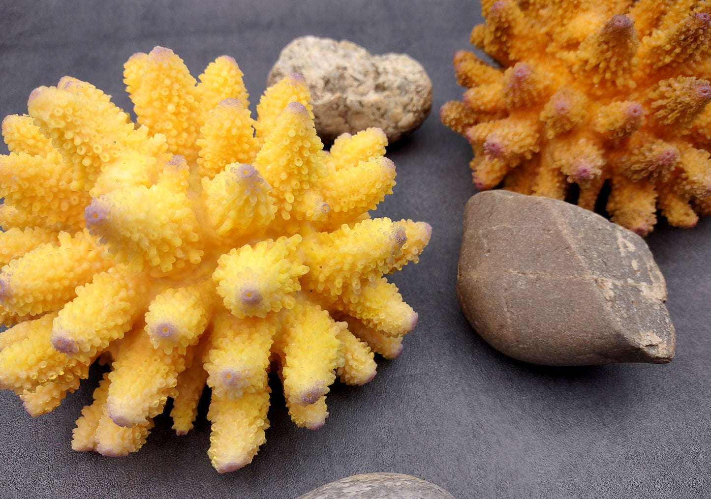 Yellow FAUX Finger Coral - Acropora Humilis - (1 FAUX Coral approx. 5.5Wx3.5Tx5D inches) on grey background. Copyright 2024 SeaShellSupply.com.
